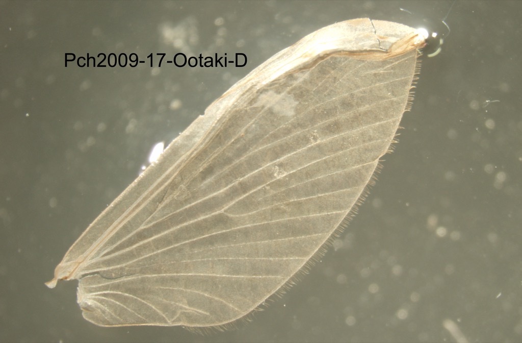 forewing