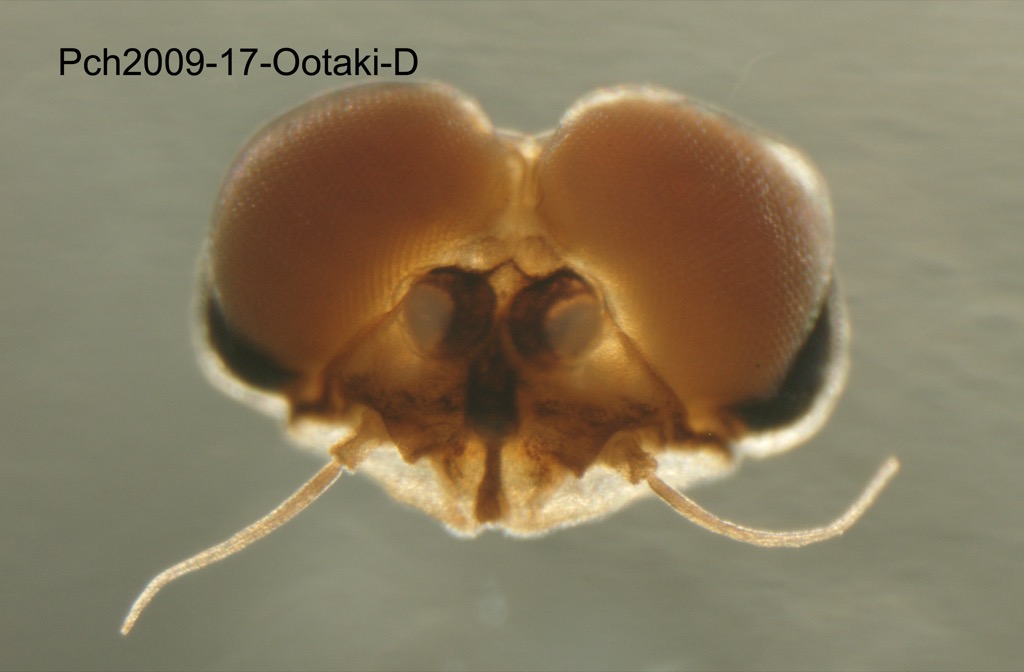 head dorsal