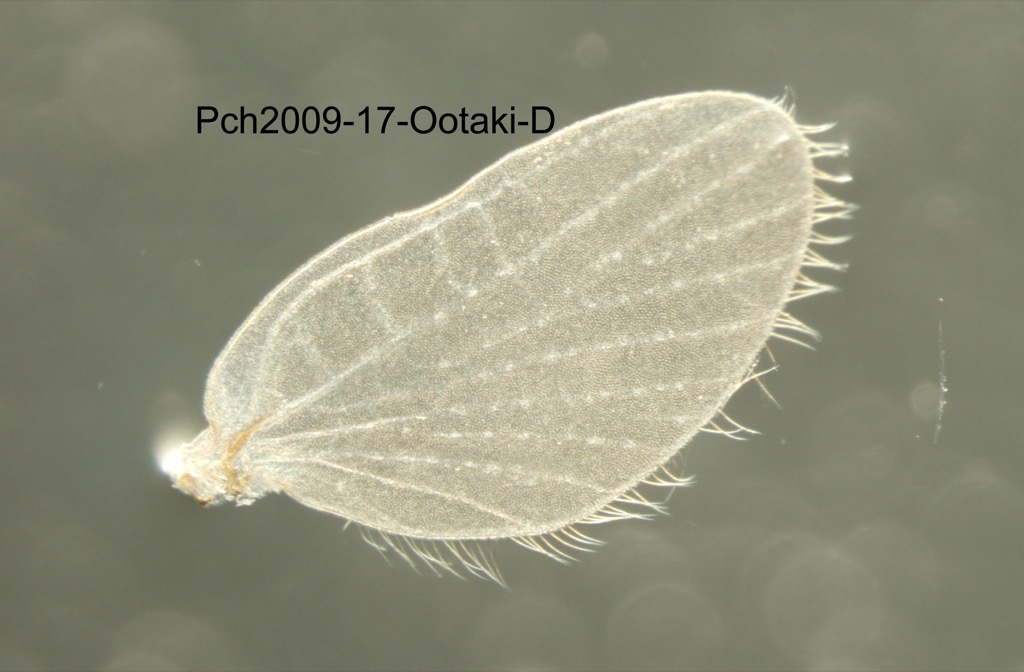 hindwing