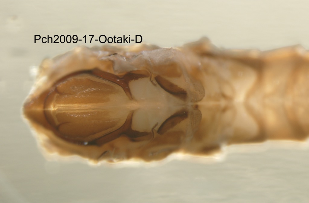 thorax dorsal
