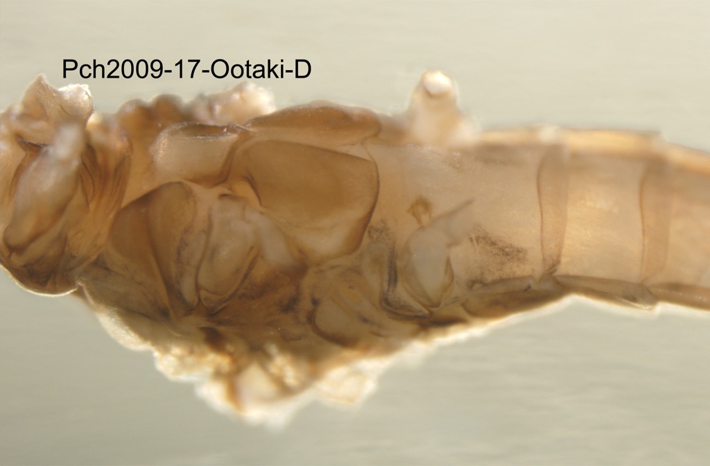thorax ventral