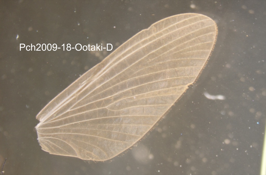 forewing