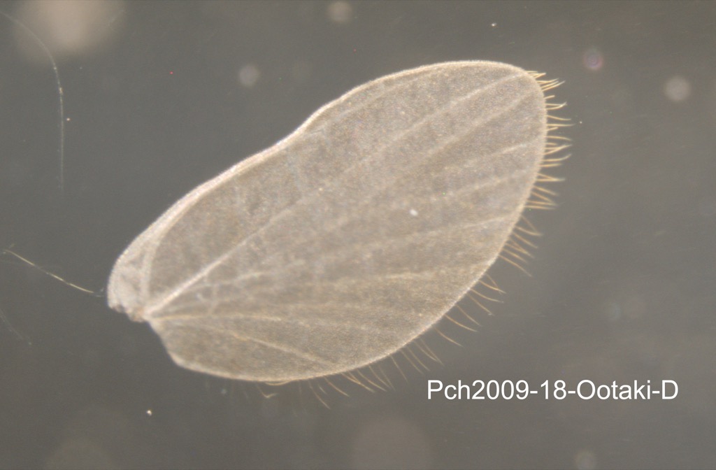 hindwing