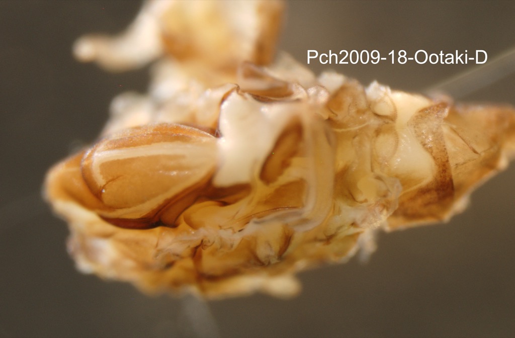 thorax dorsal