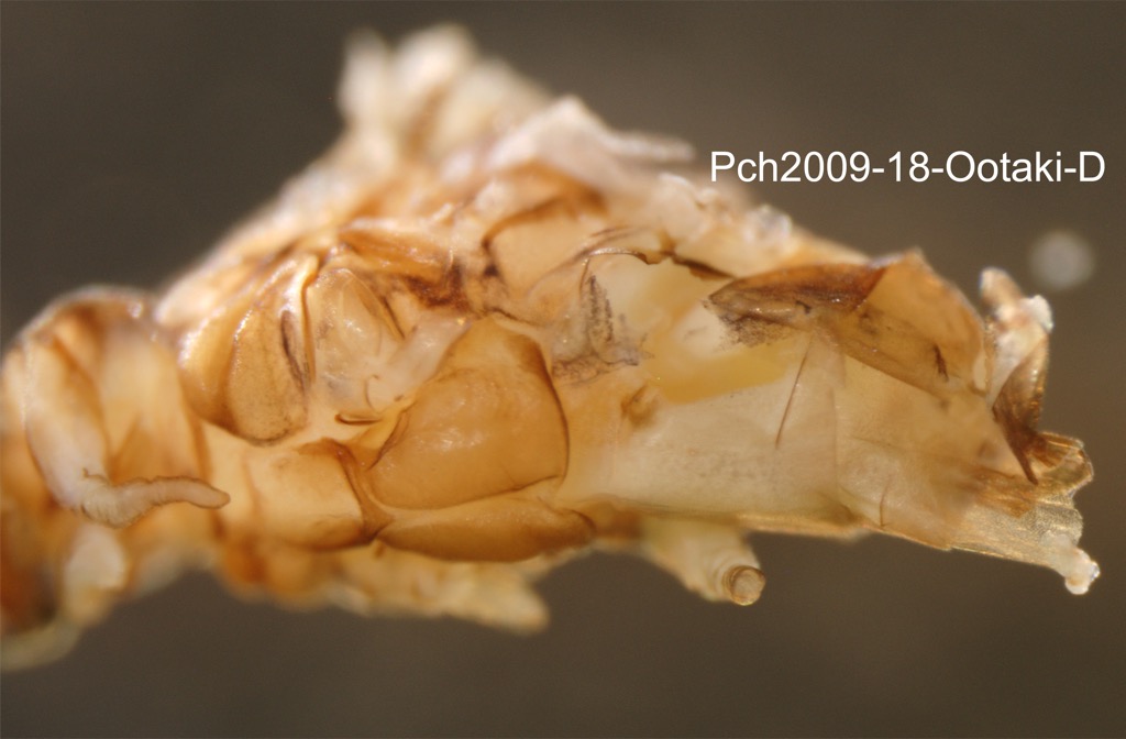 thorax ventral